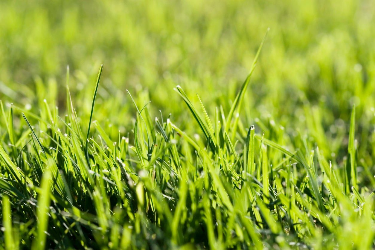 Green Grass