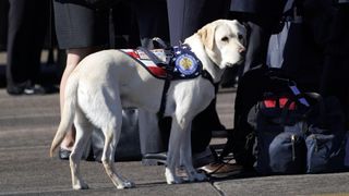 Sully, former President HW Bush's service dog
