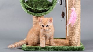 How to get cats to use scratching post: Kitten sitting by scratching post