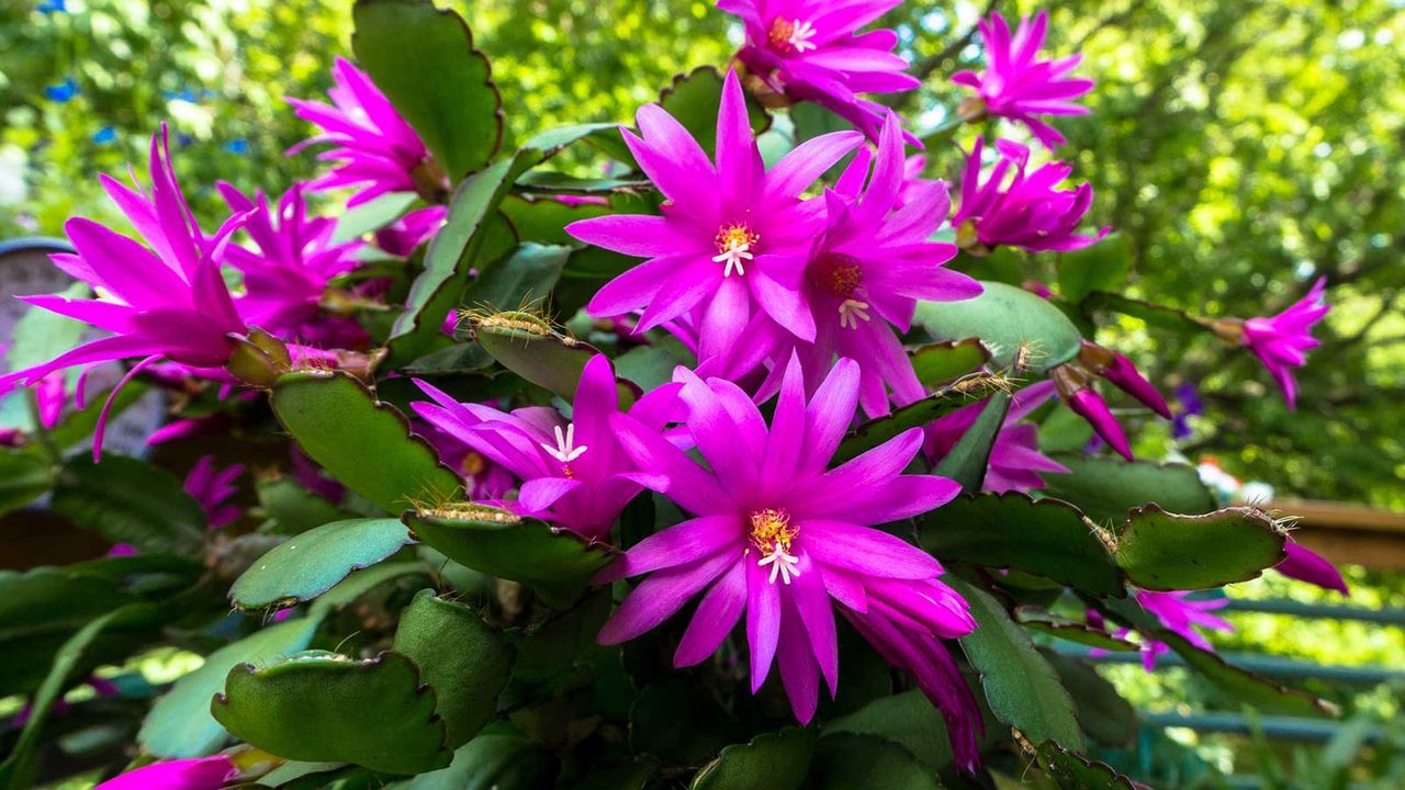 pink Christmas cactus flower