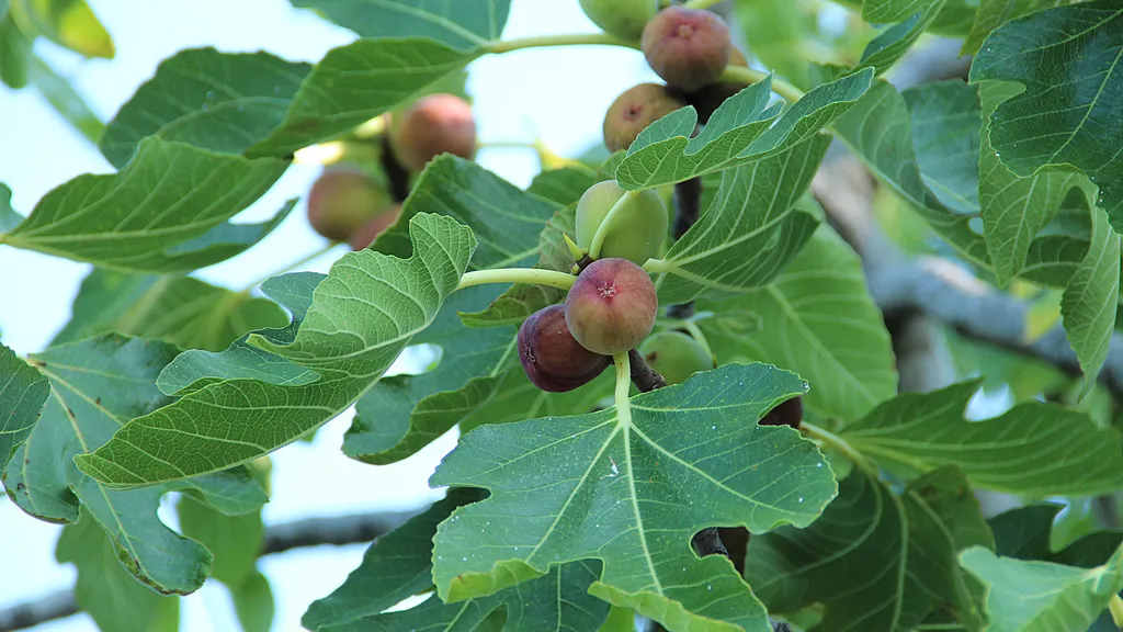Fig Tree
