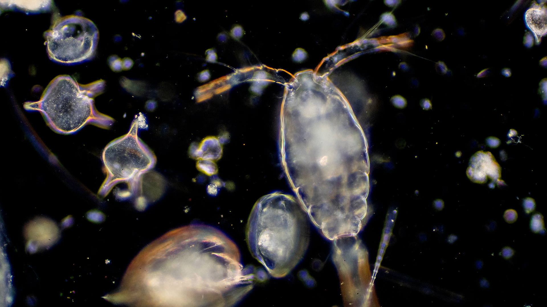 Plankton are organisms drifting in oceans and seas.