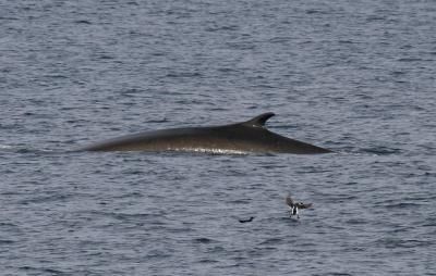 fin whale, territory, global warming, melting ice