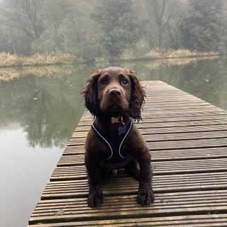 Little Wilf enjoying the woodland at Cliveden.