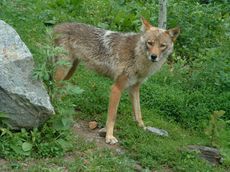 coywolf