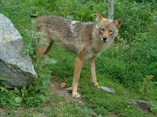 coyotes in south jersey