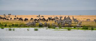 A herd of zebras and wildebeests grazing by a waterhole in the savanna