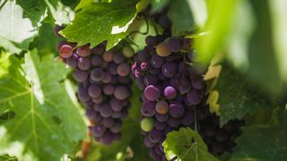 Valpolicella wine grapes