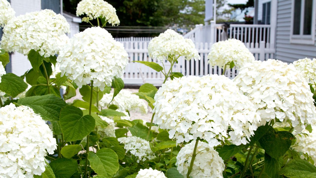 snowball bush flowers in front yard