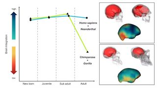 Left: a chart shows the degree of integration between the brain’s lobes, with cooler colours indicating higher integration. Right: translucent skulls of a human, Neanderthal, chimp and gorilla, showing the digitally reconstructed brains within.