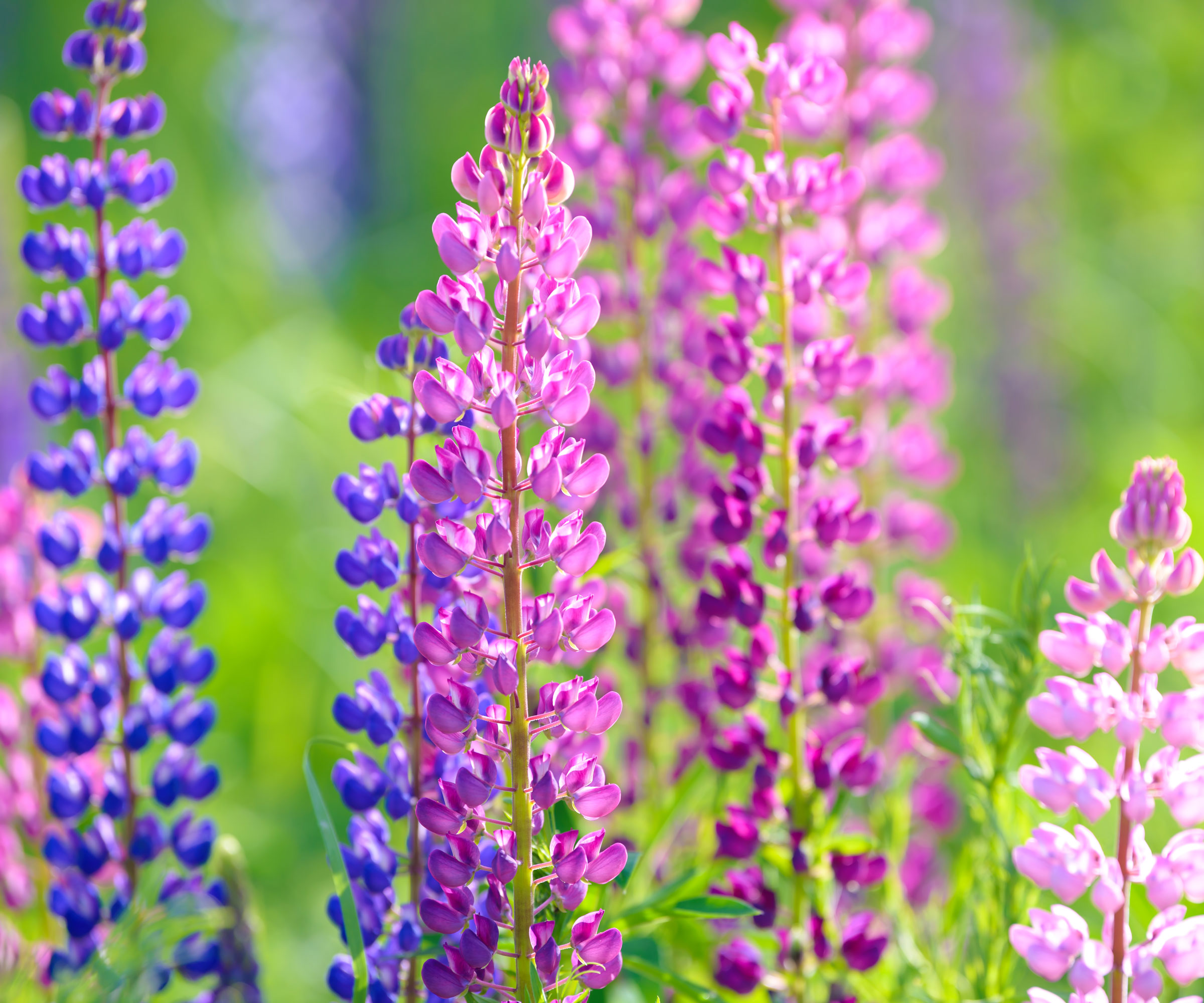 mixed color lupins in garden border