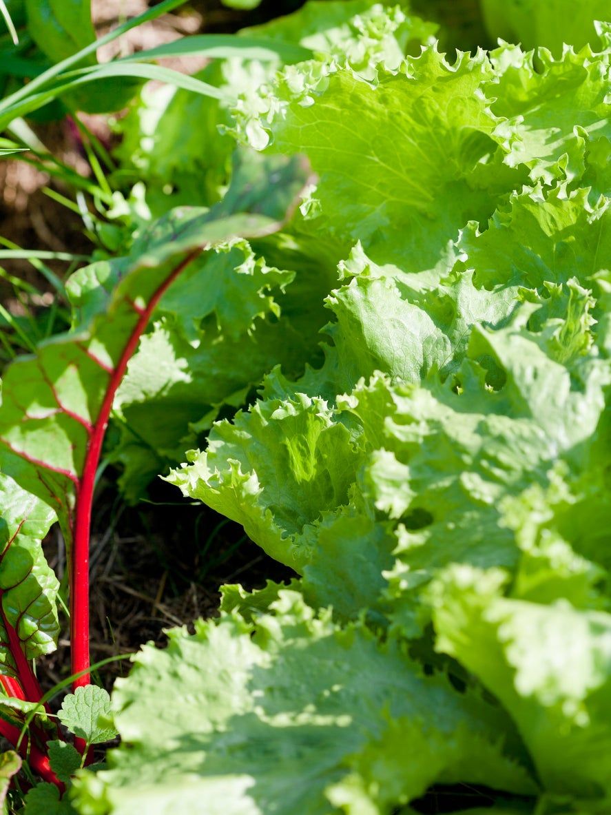 Reine Des Glaces Lettuce