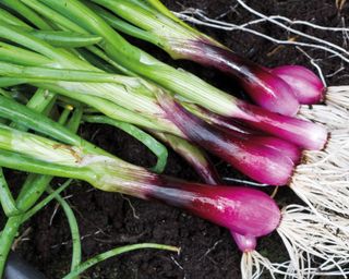 Apache spring onions lifted and ready to harvest