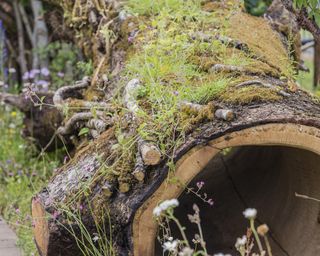 A moss covered tree log from the RHS Back to Nature Garden designed by HRH The Duchess of Cambridge with Andree Davies and Adam White. RHS Hampton Court Flower Show 2019.