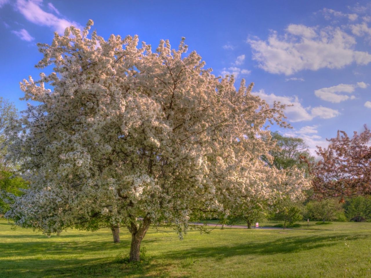 Large White Flowering Ornamental Tree