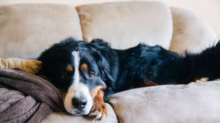 stressed dog lies on sofa