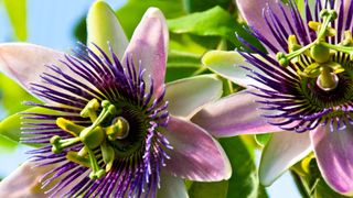 Passionflower