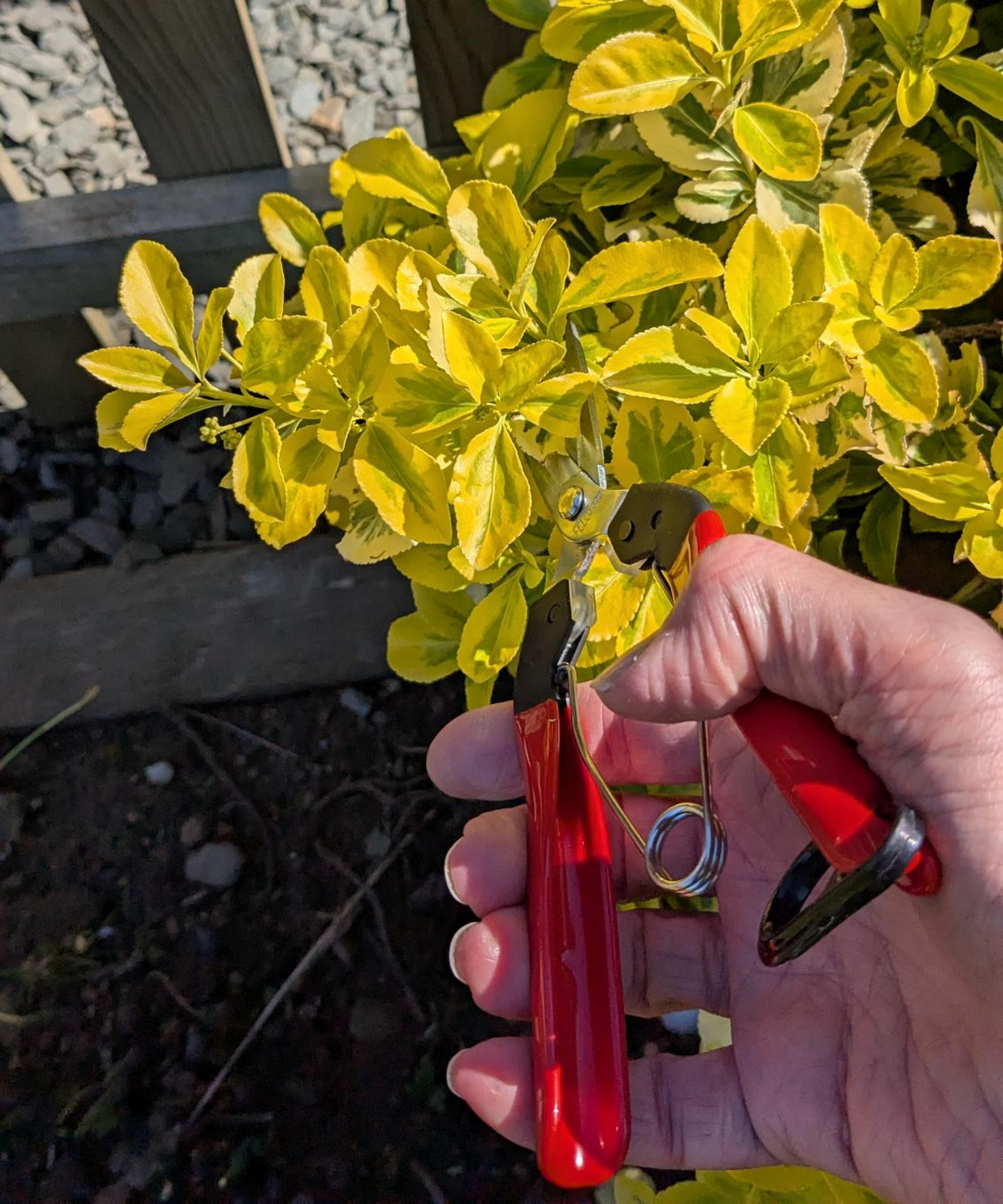 Using Felco 322 pruning snips to trim fresh growth of euonymus