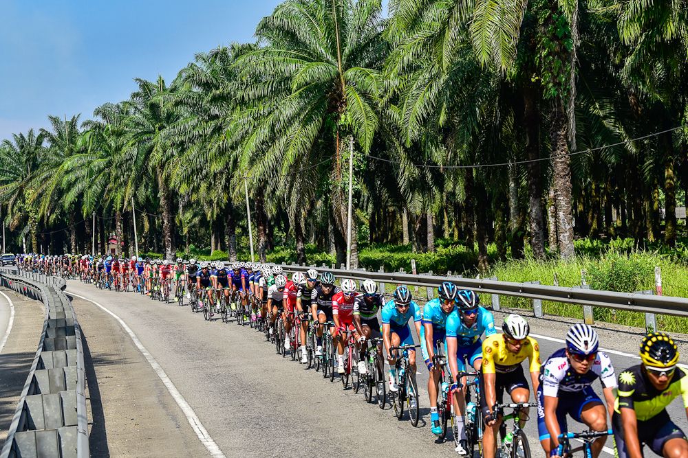 The peloton races along a palm-lined boulevard at Tour de Langkawi