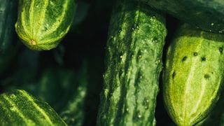 Cucumbers