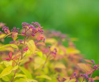 7 New & Improved Cultivars Of Old-Fashioned Plants | Gardening Know How