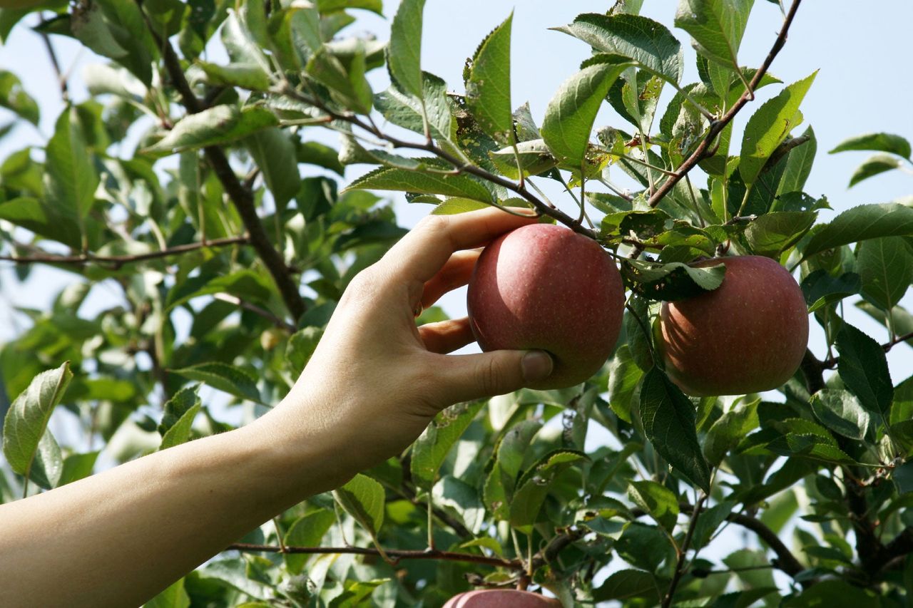 Hand Reaching to Pick an Apple From an Apple Tree