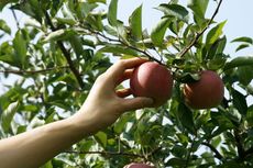 Hand Reaching to Pick an Apple From an Apple Tree