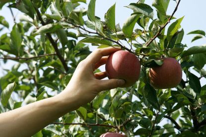 Hand Reaching to Pick an Apple From an Apple Tree
