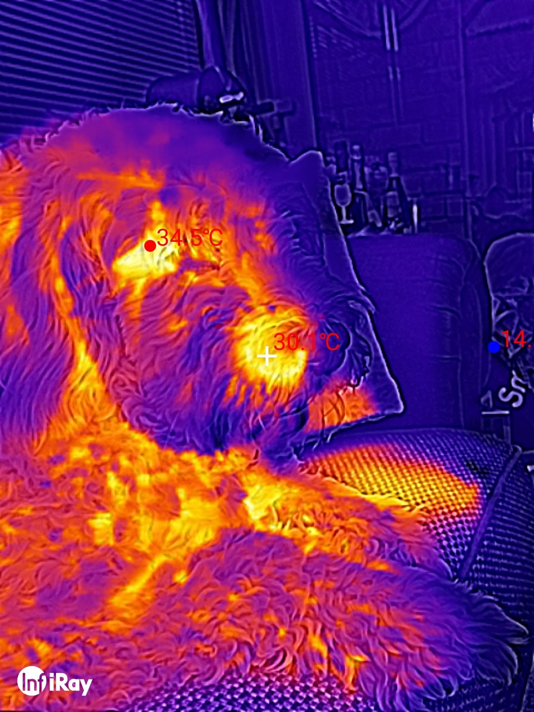 DOOGEE S98 Pro review: Thermal Imaging