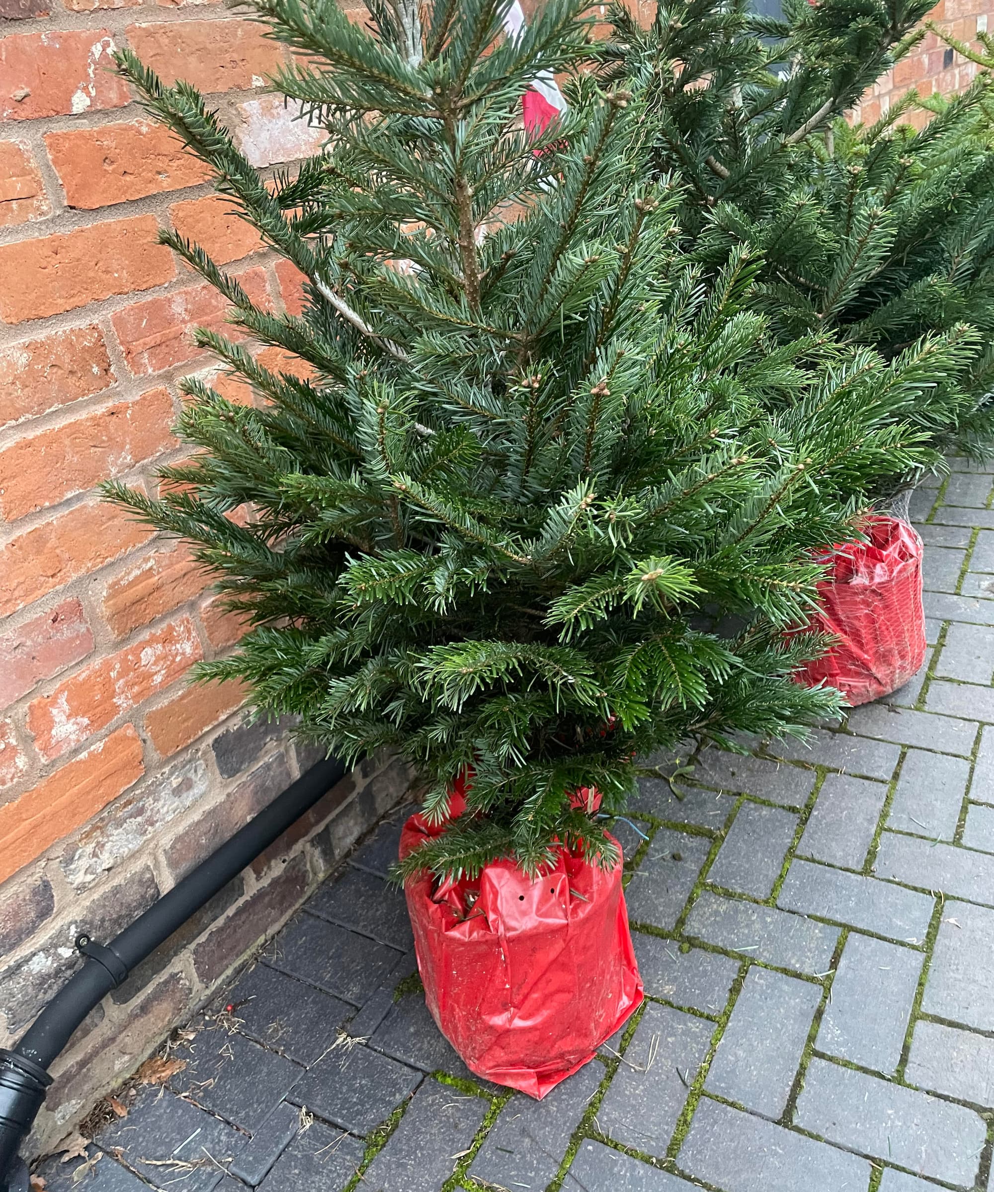 A Christmas tree in a red pot with roots attached