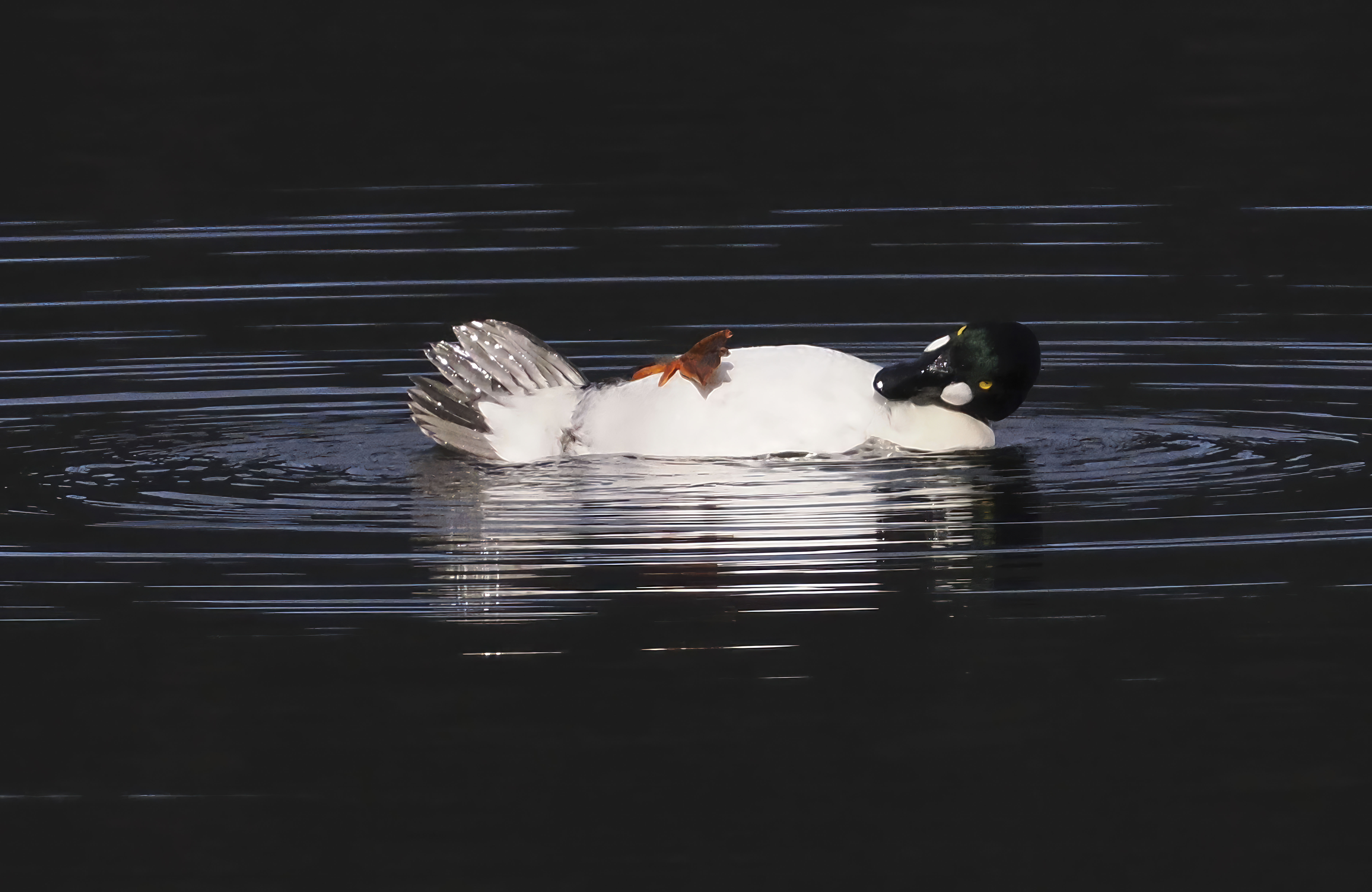 A duck bathing