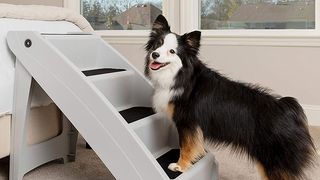 Dog on pet stairs