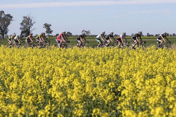 The peloton passes the canola fields