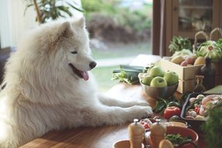 Samoyed in kitchen with raw fruit and veg