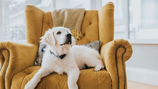 6 month old golden retriever puppy