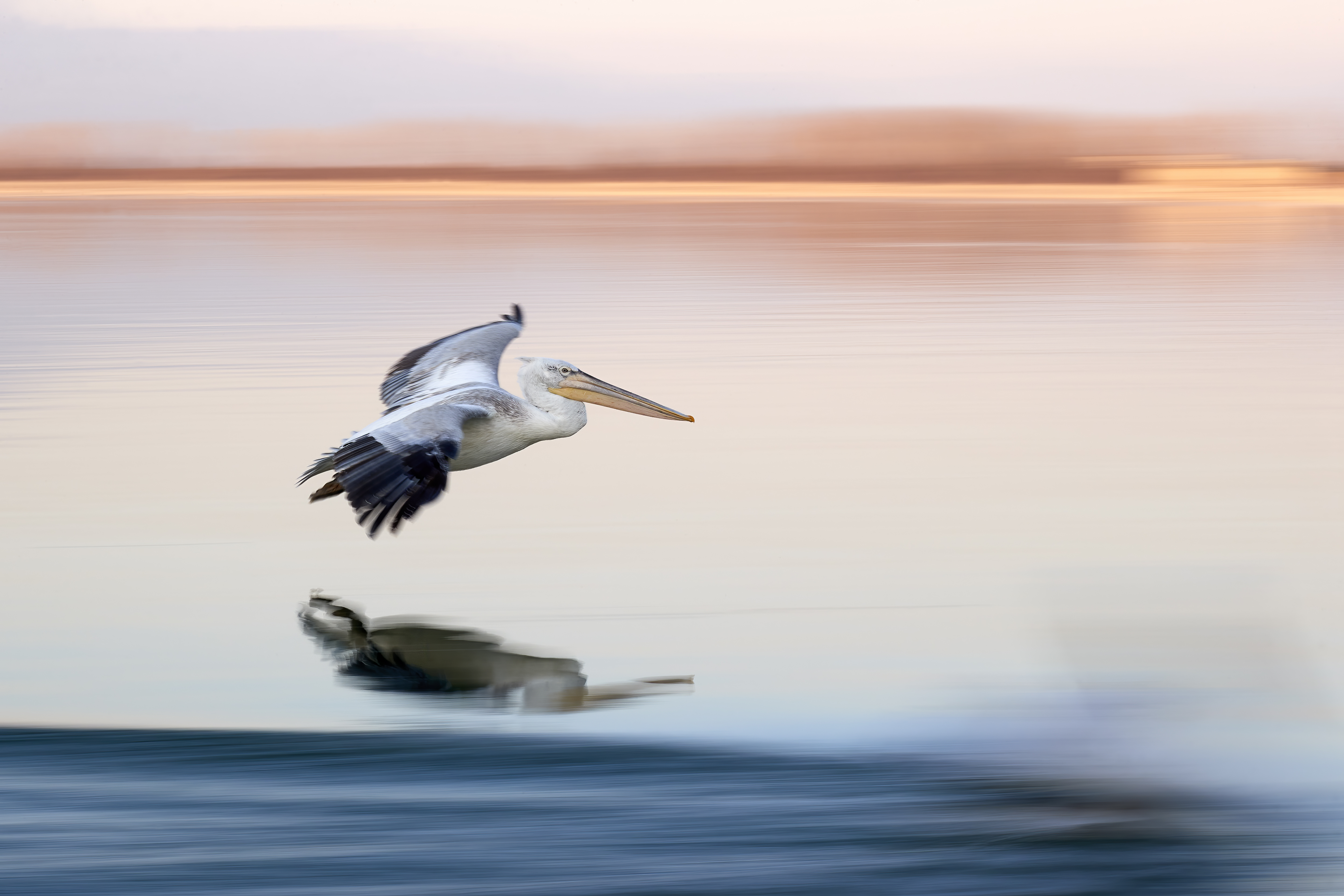 A Dalmatian Pelican landing on water in slow motion