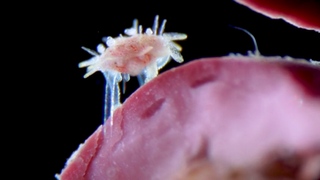 A small juvenile sea urchin crawling on red algae.