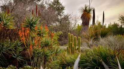 landscaping design with succulents and cacti