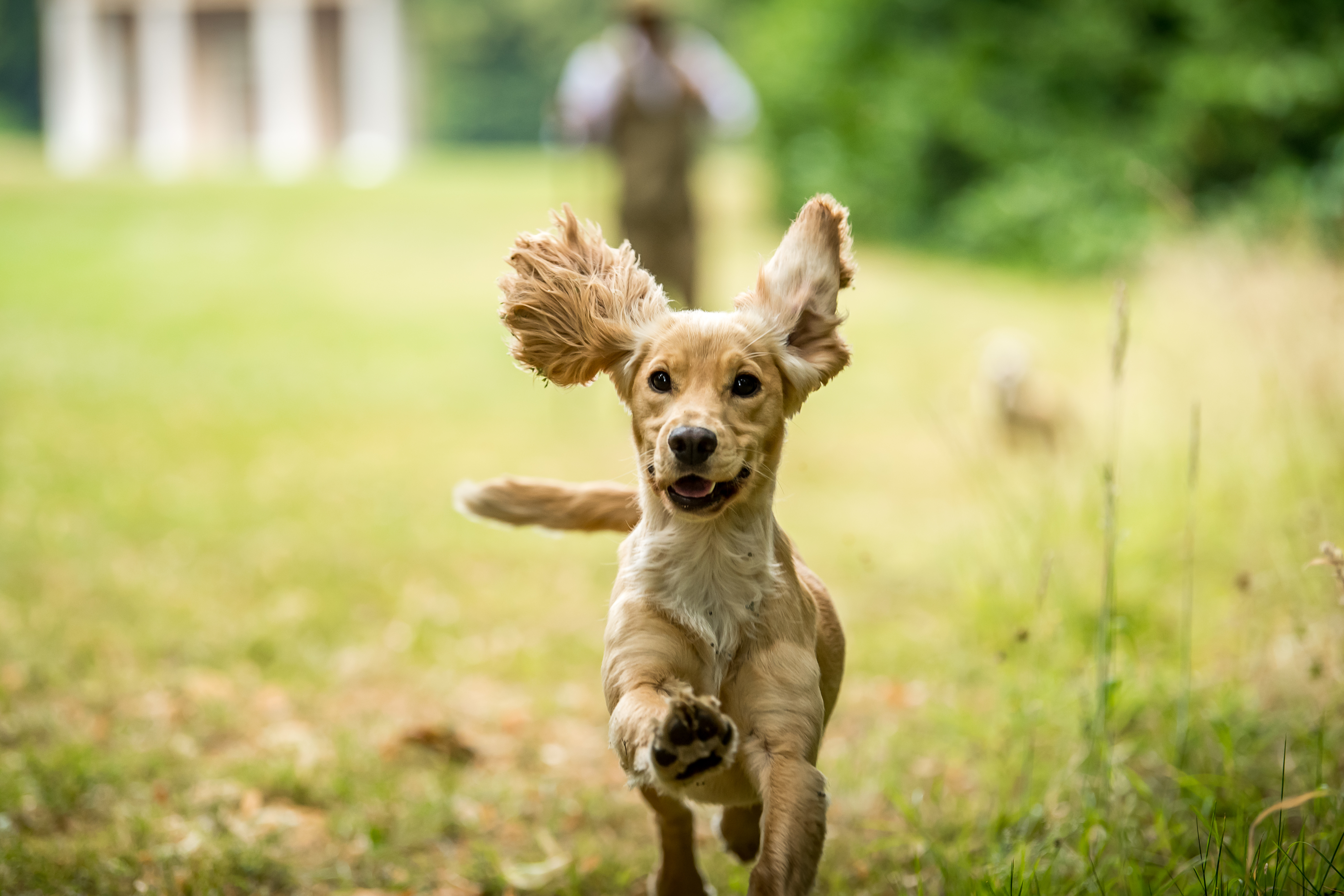 A golden Cocker spaniel bounding joyfully towards the camera, ears flying mid-run.