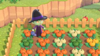Acnh Halloween Pumpkinpatch