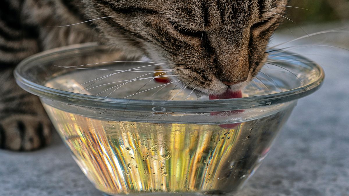 A cat drinking from a bowl of water 