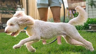 A white dog playing in a grass garden with someone stood spraying the grass