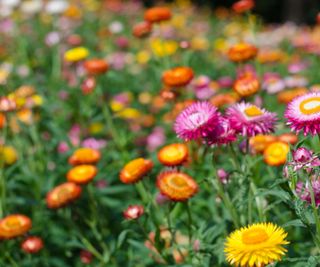 Strawflowers growing in a cutting patch