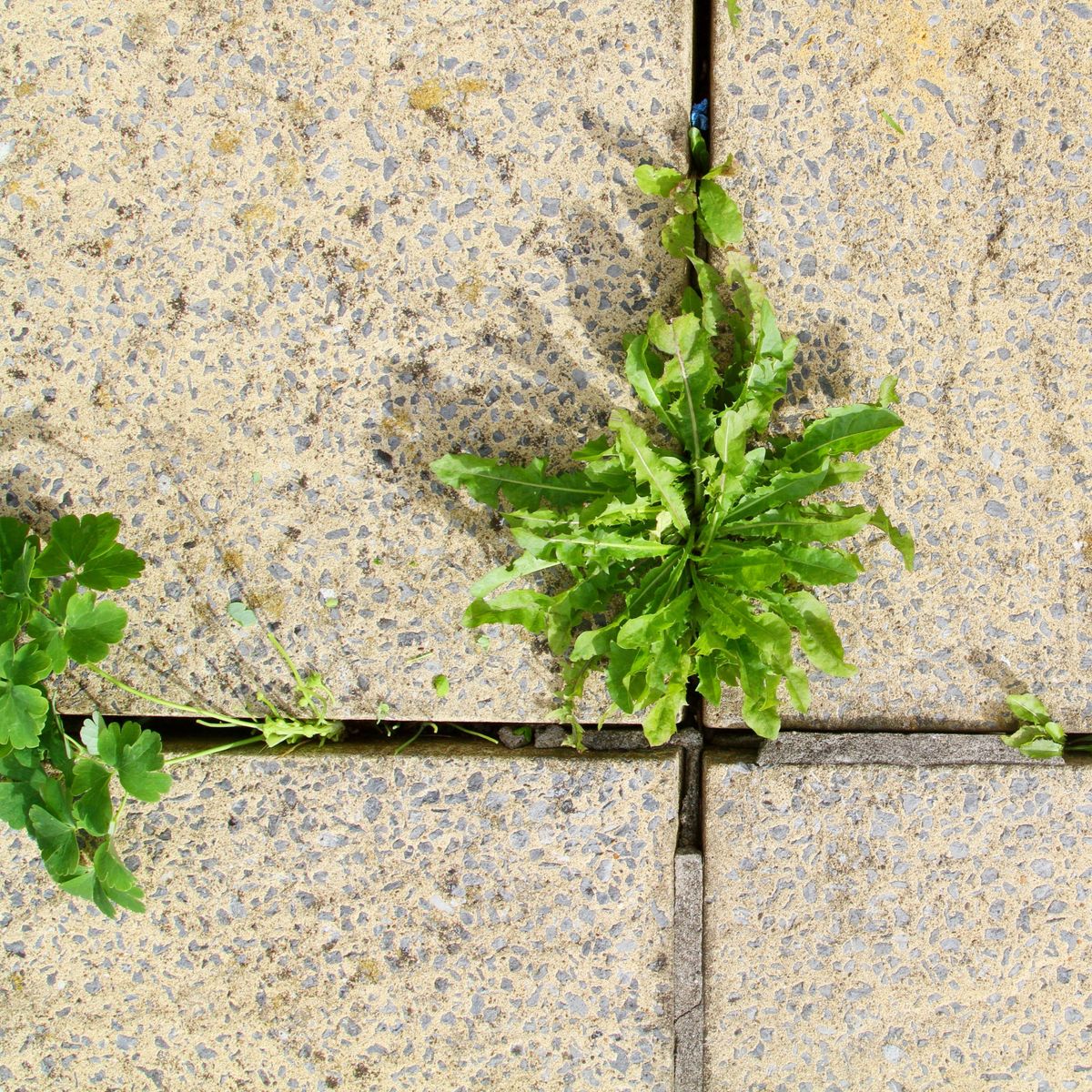 秋天可以除草嗎？專家透露，現在完成這項任務可以讓你的花園明年不再雜草