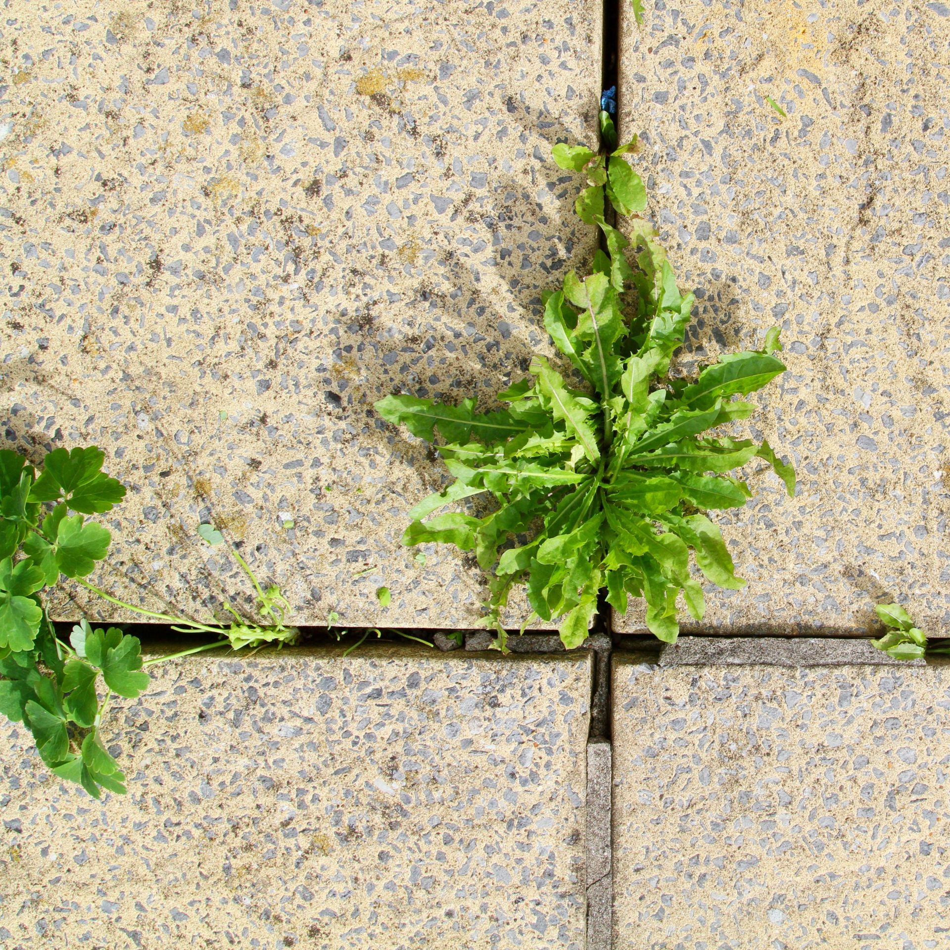 Does Chlorine Kill Yeast Infections? (Doctors Weigh In) - uvc3wot