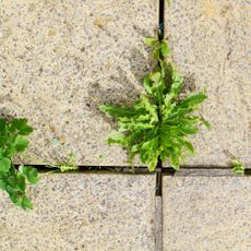 Weeds in between patio slabs