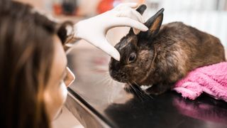 rabbit being checked over by a vet