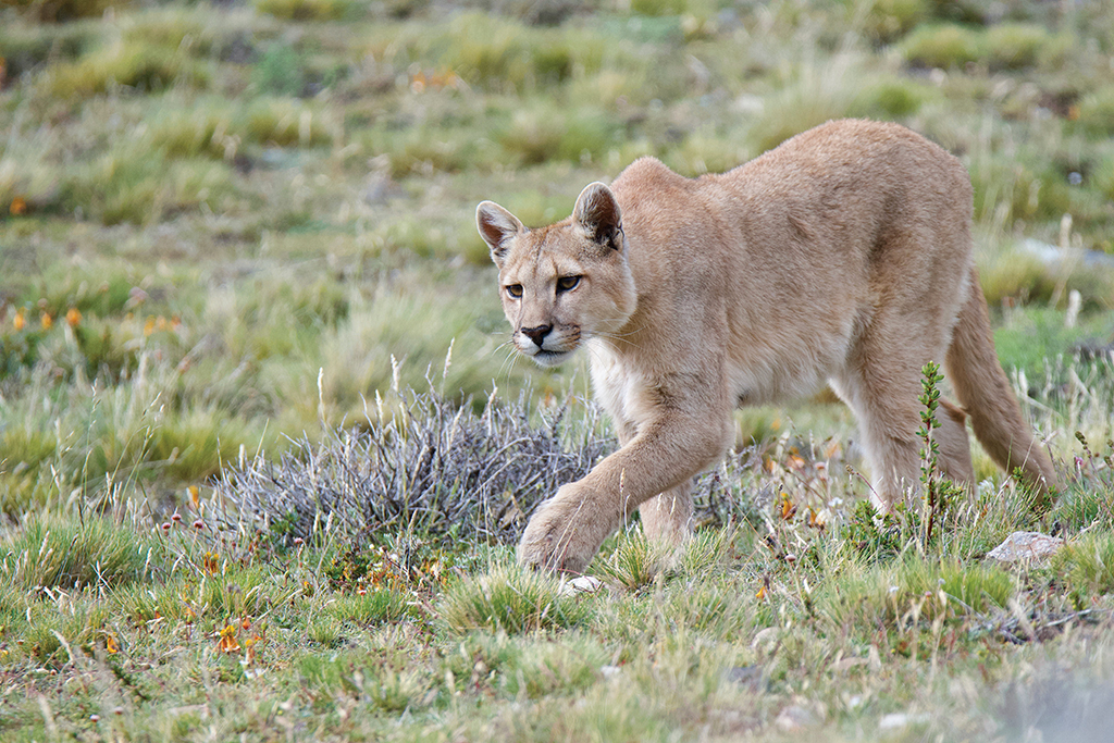 Photographer Paul Gains relays his experience of tracking pumas in ...