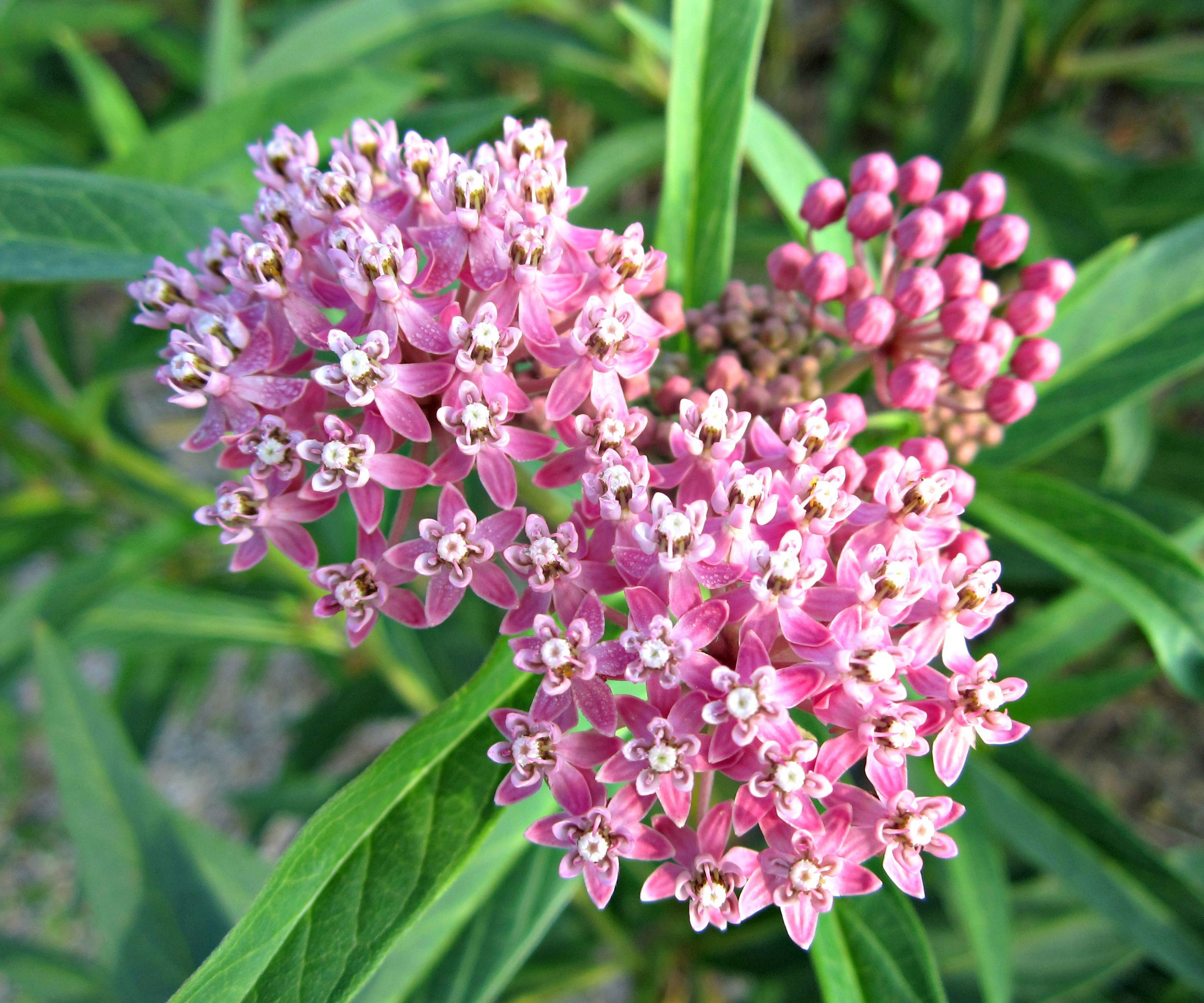 common milkweed plant with pink flowers