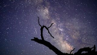 Perseid meteor shower is observed above Euphrates poplar trees.